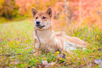 Naklejka na ściany i meble Shiba dog on a walk in the autumn park. Beautiful fluffy dog. .