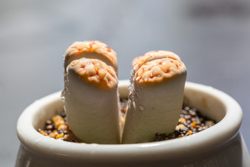 Macro close-up of succulent plant stone flower，Lithops N. E. Br.