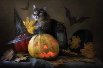 Halloween with cat