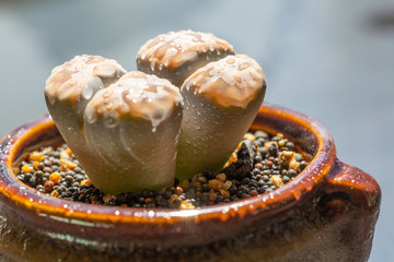 Macro close-up of succulent plant stone flower，Lithops N. E. Br.