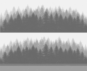 Coniferous pine forest with fir trees. Transparent plant shadow effect.