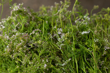 herbs for sale in the market