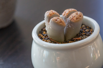 Macro close-up of succulent plant stone flower，Lithops N. E. Br.
