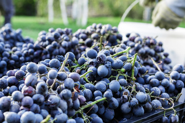 Baskets of Ripe bunches of black grapes outdoors. Autumn grapes harvest in vineyard on grass ready to delivery for wine making. Cabernet Sauvignon, Merlot, Pinot Noir, Sangiovese grape sort in boxes.