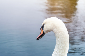 Fototapeta premium White swans on a pond in an autumn park