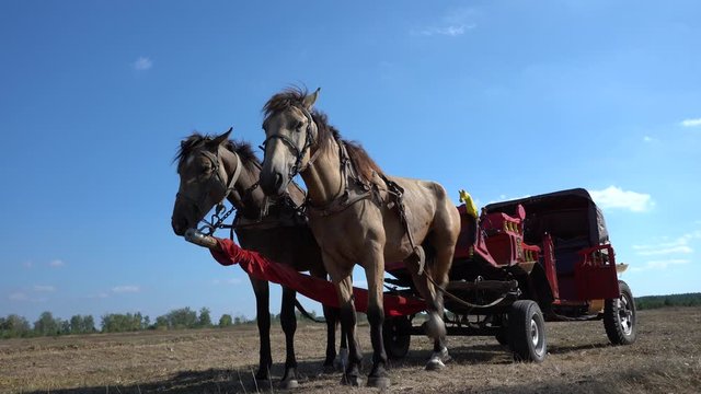 Vintage chariot with two horses on field during  Ethno-eco festival Kolodar in city Slavuta, Ukraine