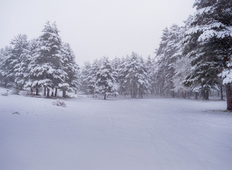 Beautiful winter scene with snow-covered pines