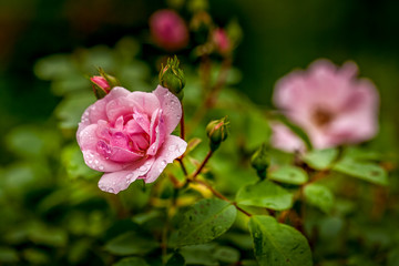 Rose Flowers On A Rainy Day