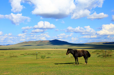 The horses are on the grassland