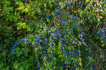 blaue Beeren  eines Schwarzdornstrauches