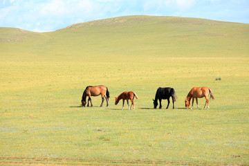 The horses are on the grassland