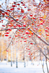 Rowan trees stand in the snow in a city park.