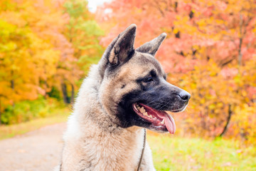 Akita breed dog on a walk in the autumn park. Beautiful fluffy dog. American Akita.