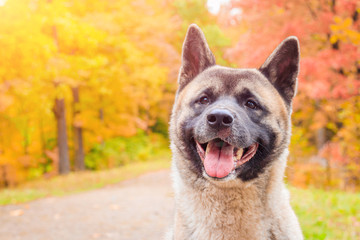 Akita breed dog on a walk in the autumn park. Beautiful fluffy dog. American Akita.