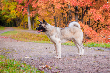 Akita breed dog on a walk in the autumn park. Beautiful fluffy dog. American Akita.