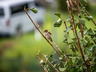 passer montanus tree sparrow ginkgo tree 1