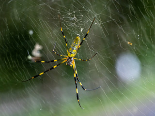 Nephila clavata Joro orb weaver spider on web 7