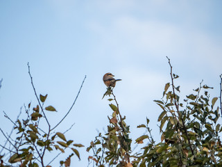 Bull-headed Shrike hunting from a treetop 1