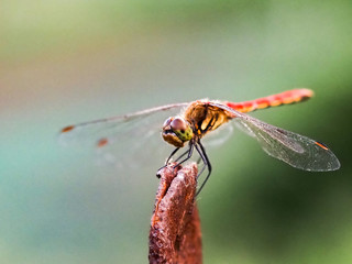 Autumn darter Sympetrum frequens dragonly fence post 16