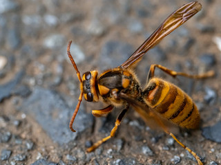 cold Japanese yellow hornet on a roadside 1