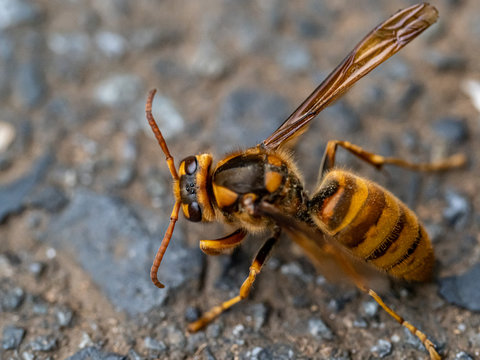cold Japanese yellow hornet on a roadside 1