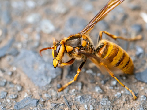 cold Japanese yellow hornet on a roadside 2