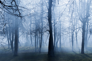 autumn park with mystery fog