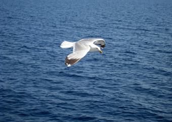 seagull in flight
