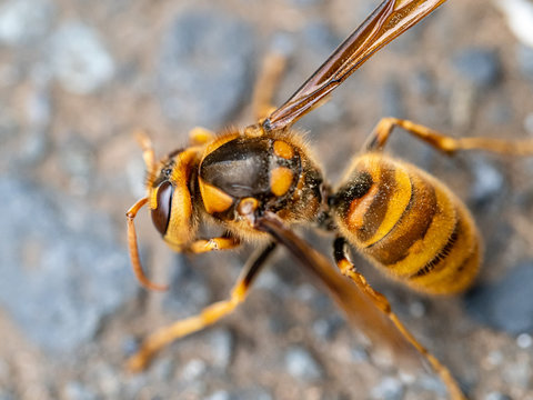 cold Japanese yellow hornet on a roadside 8
