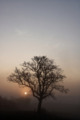 lonely tree at foggy sunrise