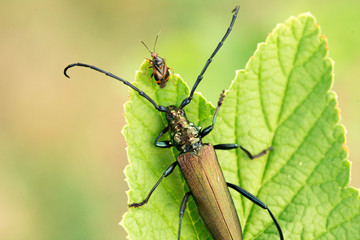 Musk beetle Aromia moschata close-up, Eurasian species of longhorn beetle, climbing on a plant in its natural habitat With another beetle in front of it.