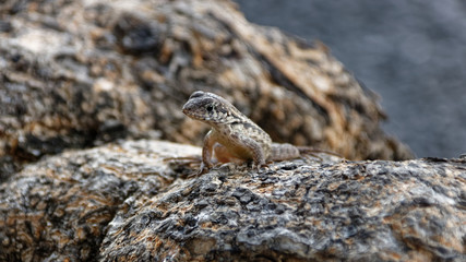 little lizard on a wooden root