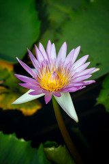 Close up water-lily flower with blur background.