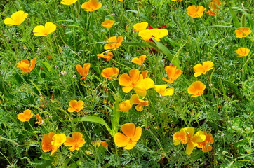 Escholzia, or California poppy (lat. Eschscholzia californica) blooming in the Park. Texture or background