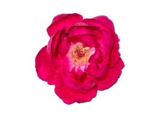 Damask Rose flower on white background.