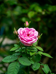 Pink Rose flower with blur background.