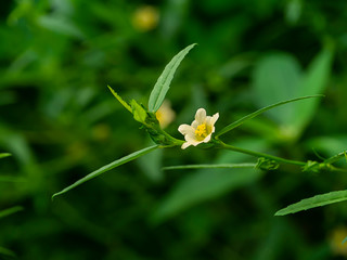 Close up yellow flower with leaves on blur background.
