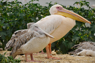 Pélican blanc et son petit