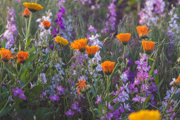 Colorful flowering herb meadow with purple blooming phacelia, orange calendula officinalis and wild chamomile. Meadow flowers photographed landscape format suitable as wall decoration in wellness area