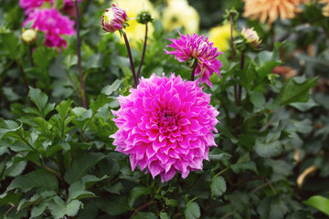 Fototapeta premium Dahlia flowers in the garden