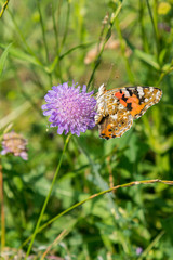 Butterfly on a purple flower on the field. close up. vertical photo