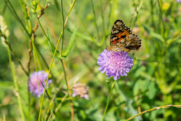 Butterfly on a purple flower on the field. close up