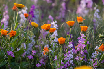 Fototapeta premium Colorful flowering herb meadow with purple blooming phacelia, orange calendula officinalis and wild chamomile. Meadow flowers photographed landscape format suitable as wall decoration in wellness area