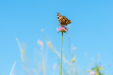 Butterfly on a purple flower against the blue sky