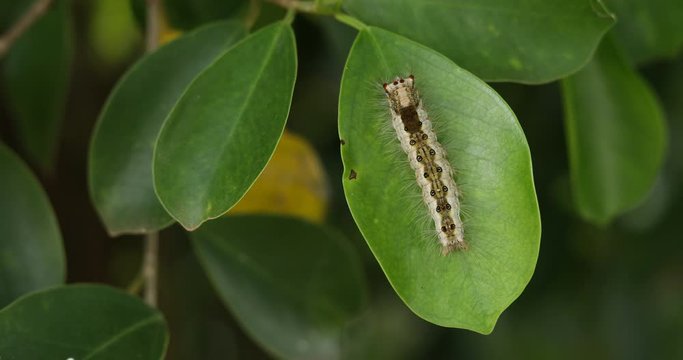 slug worm on green leaf,  slug worm lives on the green leaves.