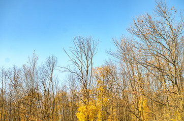 Autumn trees texture and background with clear blue sky