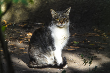 Obraz premium Cat in the gaps on the pavement