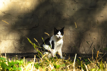 Black white cat on a background of wall and grass