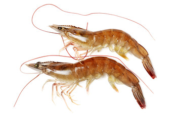 shrimps on a white background 