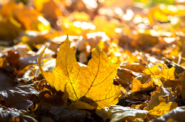 Autumn leaf on the background of the rest of the autumn leaves in the sunset